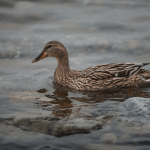 TOP 12 STATES WITH MOST ACTIVE DUCK HUNTERS IN 2023